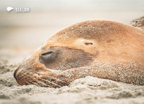 LGI211 Pakake Sea Lion