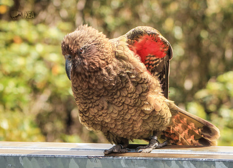 LGI208 - Kea, Mountain Parrot - Large Postcard - Postcards NZ Ltd