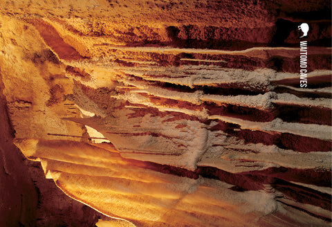 LWC157 - Limestone Straws Ruakuri Cave - Large Postcard