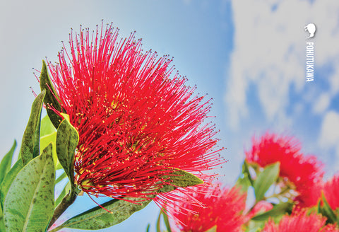 SGI1105 - Pohutukawa - Small Postcard - Postcards NZ Ltd