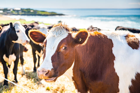 SGI1124  - Dairy Cows