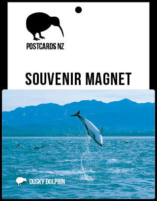 MCA285 - Dusky Dolphin - Magnet