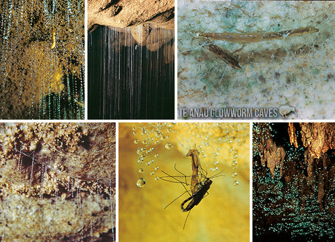 LFI068 - Te Anau Glowworm Caves - Large Postcard - Postcards NZ Ltd