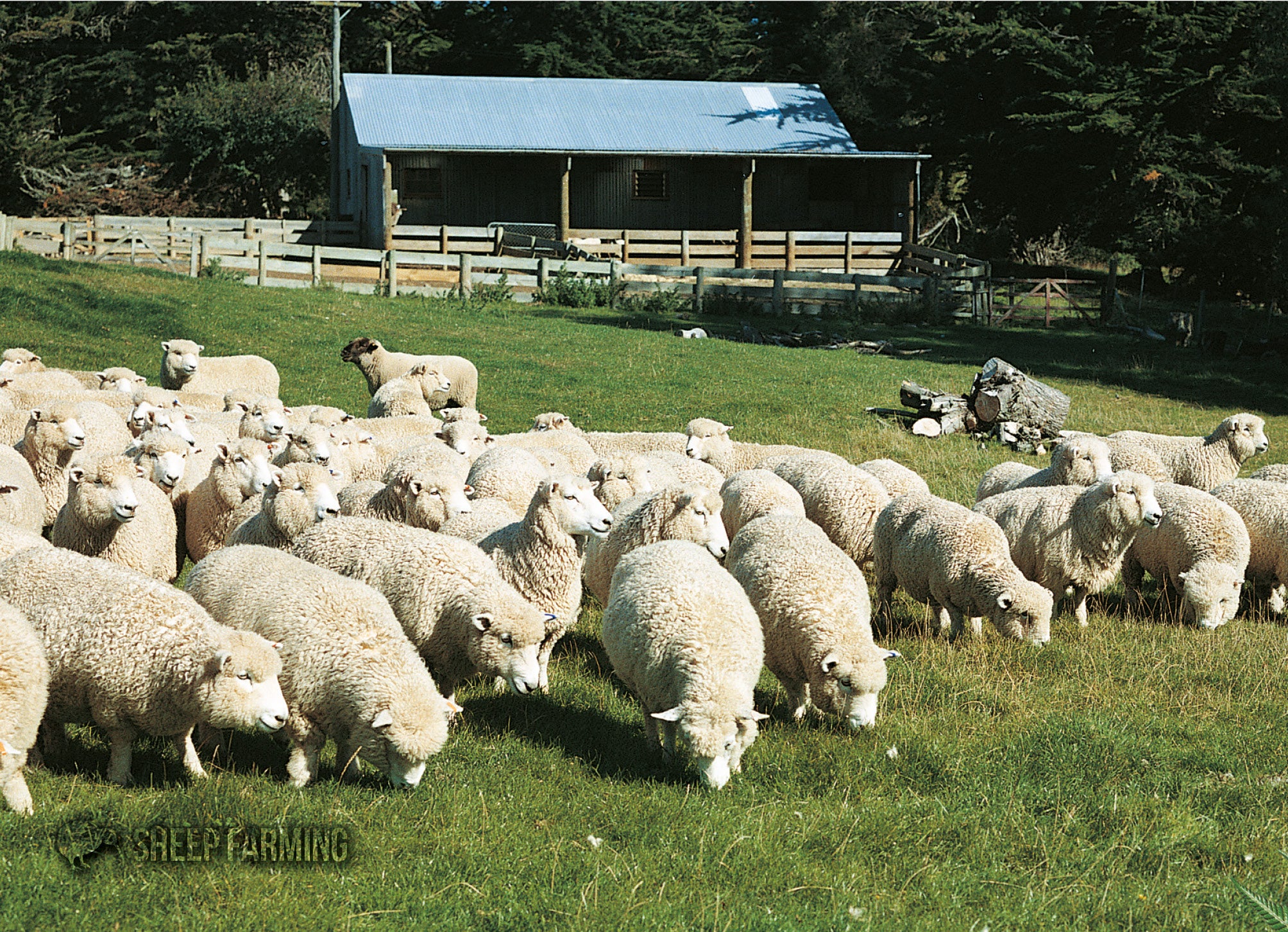 LGI071 - Sheep - Large Postcard