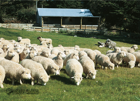 SRO224 - Coloured Sheep - Small Postcard