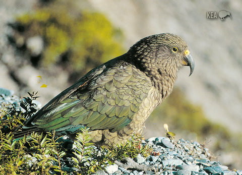 LGI193 - NZ Birds