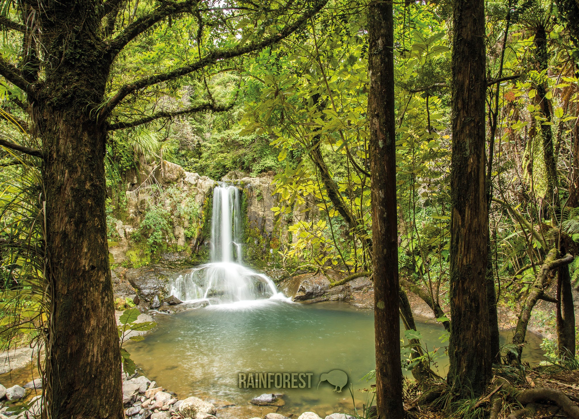 LGI076 - Native Bush - Large Postcard