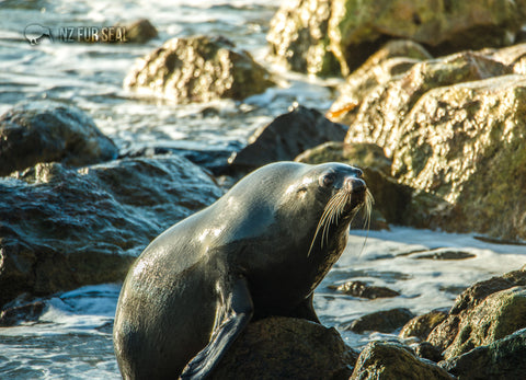 LGI078 - Fur Seal - Large Postcard - Postcards NZ Ltd