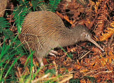 LGI080 - Kiwi - Large Postcard - Postcards NZ Ltd