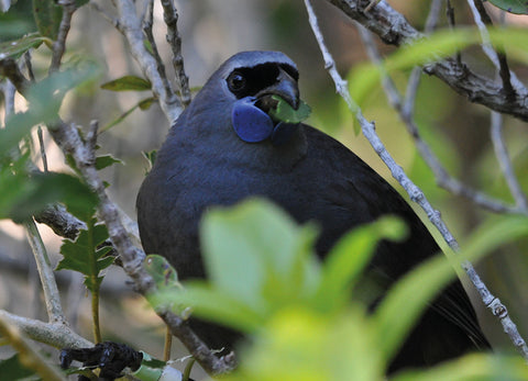 LGI194 - North Island Kokako - Postcards NZ Ltd