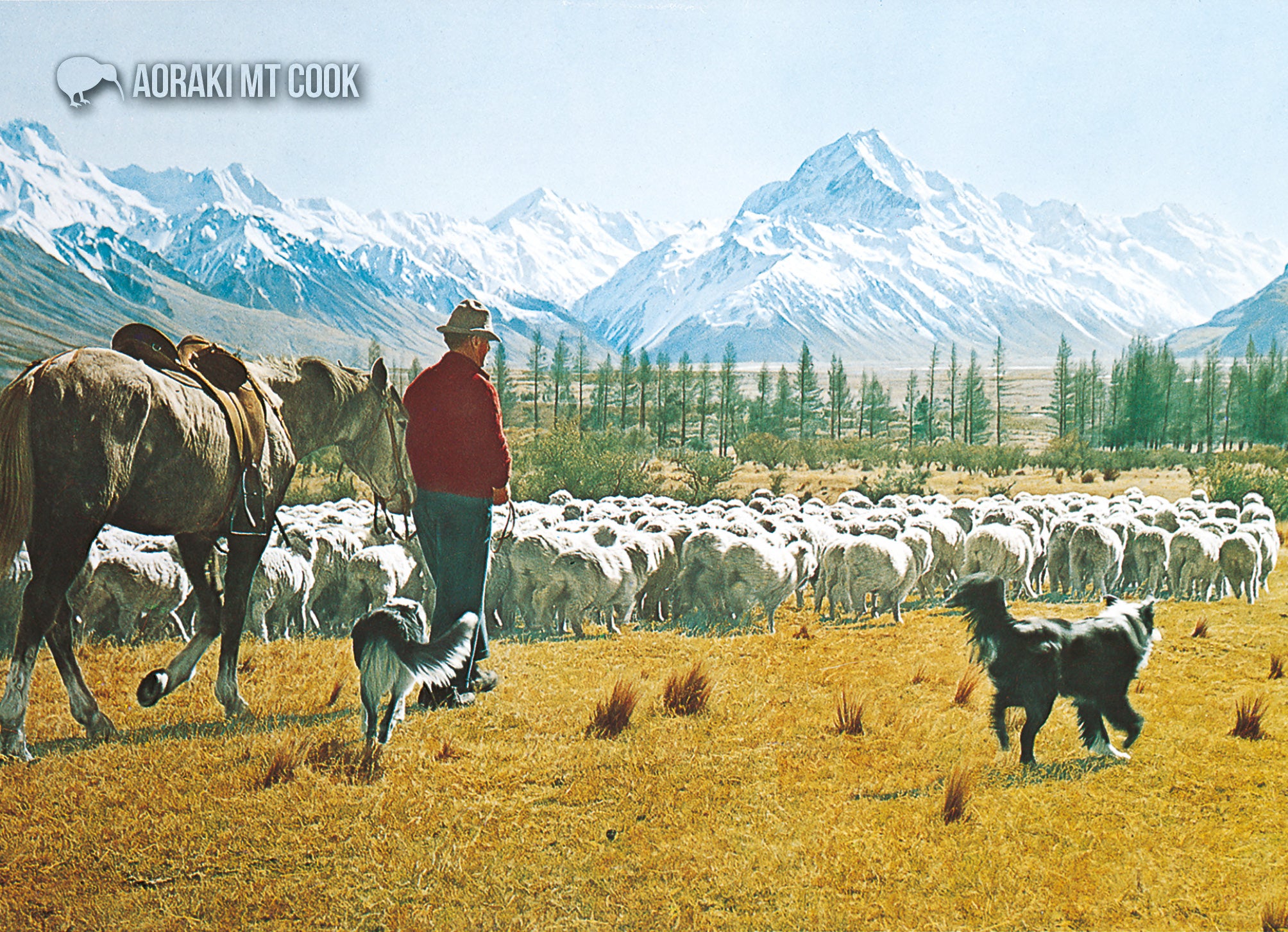 LMC095 - Mustering Sheep, Mt.Cook - Large Postcard