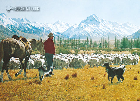 LMC095 - Mustering Sheep, Mt.Cook - Large Postcard - Postcards NZ Ltd