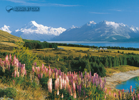 LMC097 - Mt Cook & Lupins - Large Postcard - Postcards NZ Ltd