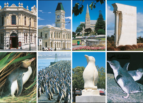 SOT1110 - Oamaru Blue Penguin Colony 4 View