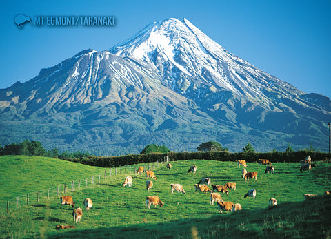 STA922 - Mt Taranaki & Cattle - Small Postcard