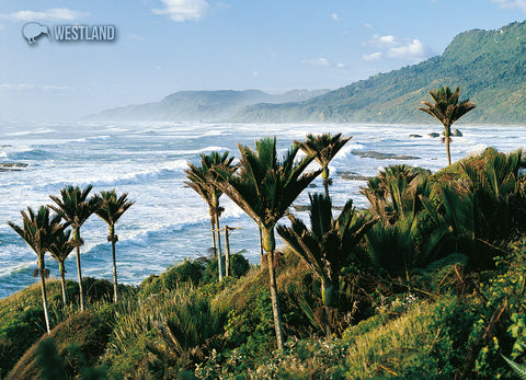 LWE182 - Nikau Palms, Westland - Large Postcard - Postcards NZ Ltd