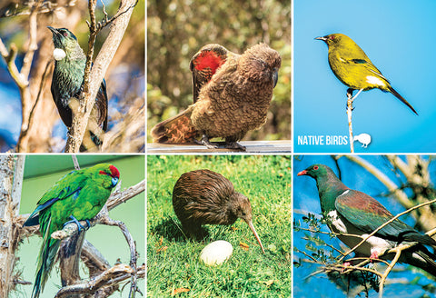 SGI529 - Native Nz Birds Multi - Small Postcard - Postcards NZ Ltd