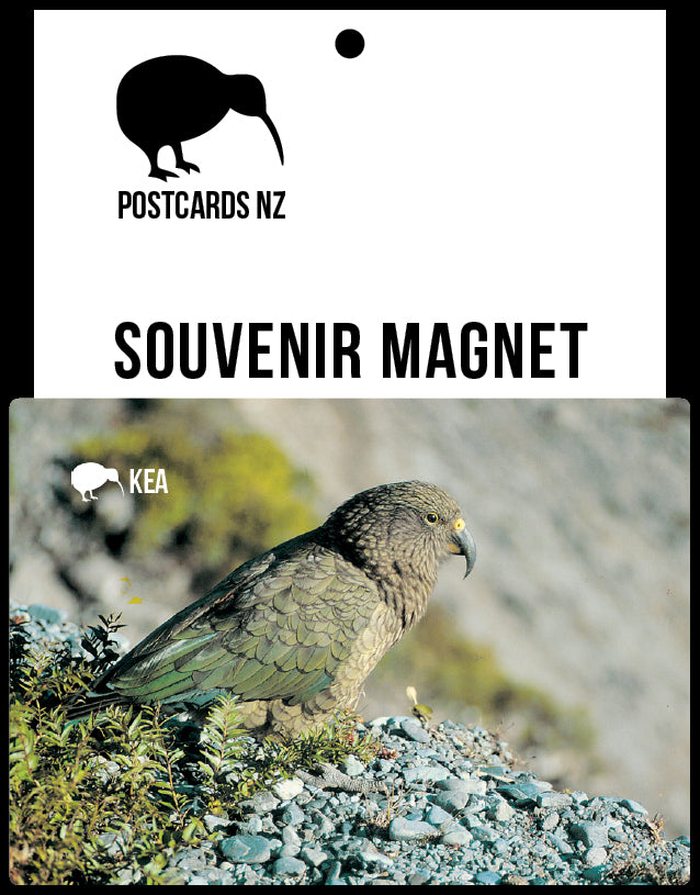 MGI108 - Kea - Magnet