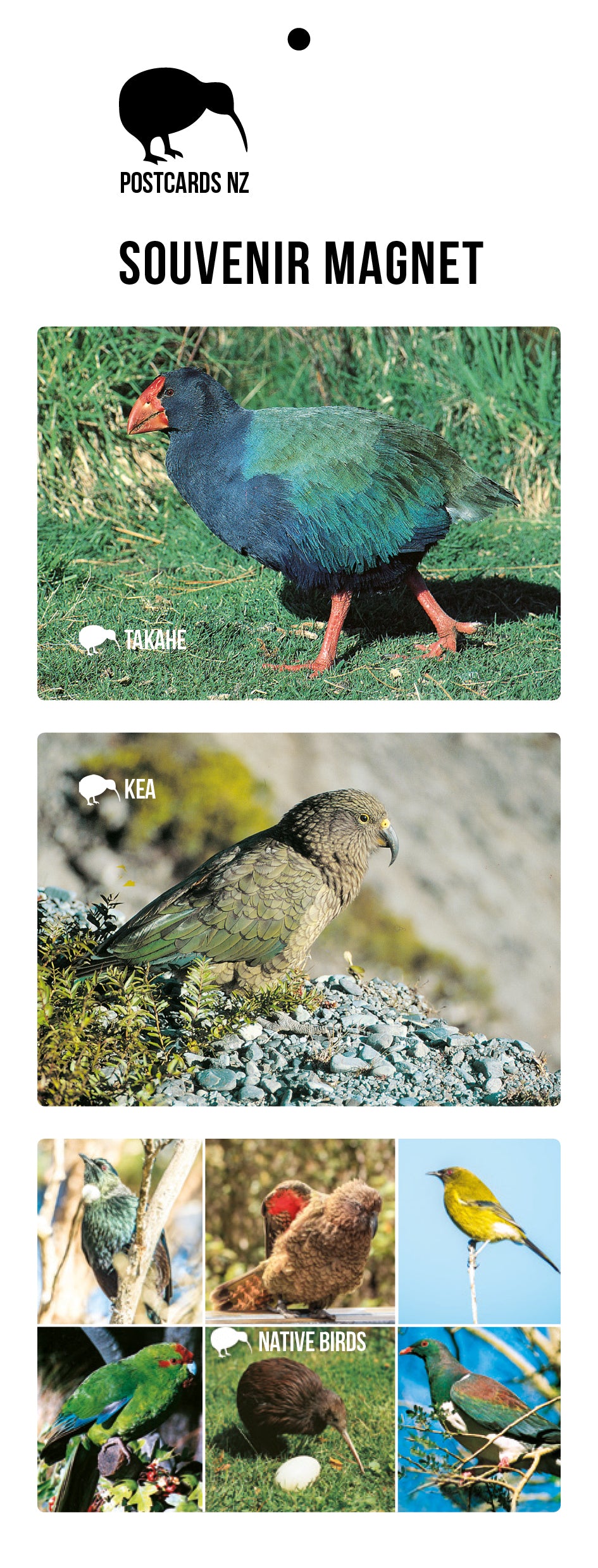 MGI5929 - Native Birds Magnet Set