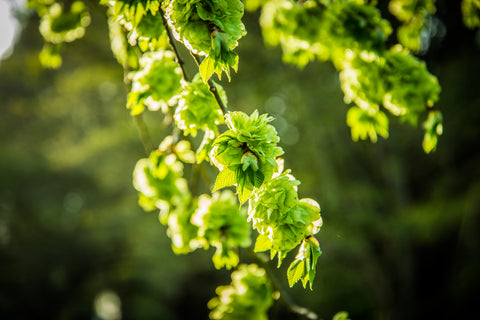 Spring Leaves Greeting Card