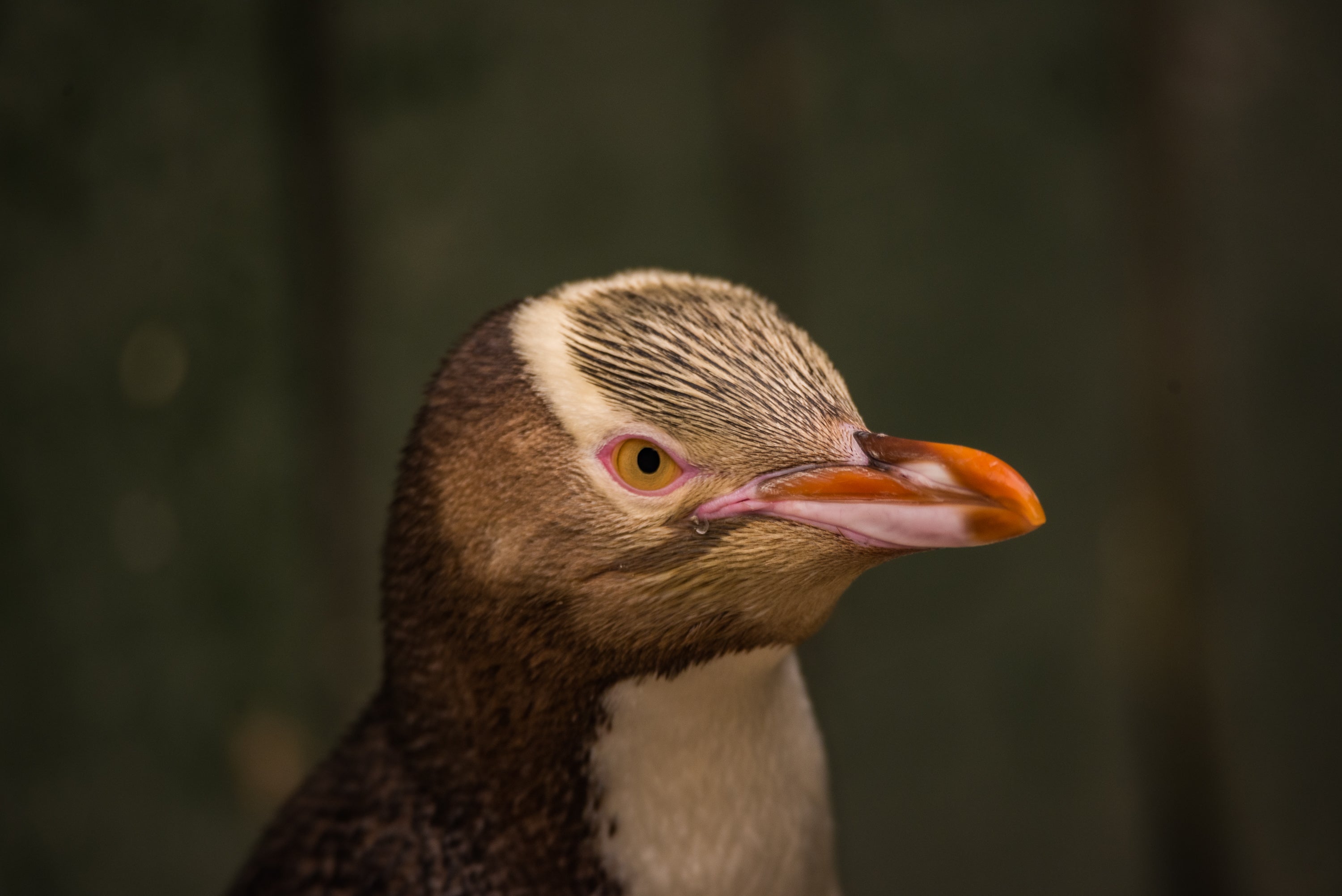 SGI1115 - Hoiho/Yellow Eyed Penguin