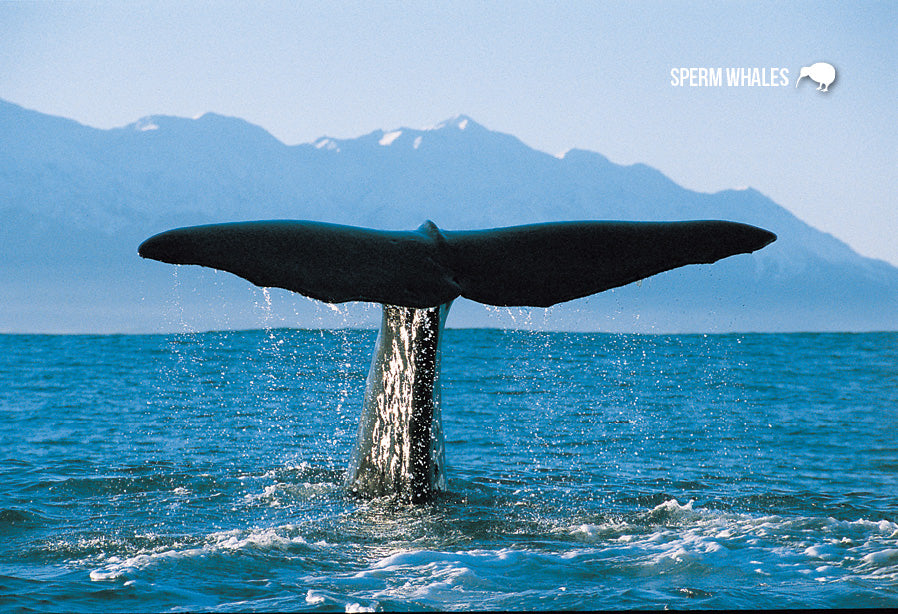 SCA632 - Sperm Whale Kaikoura Coast - Small Postcard