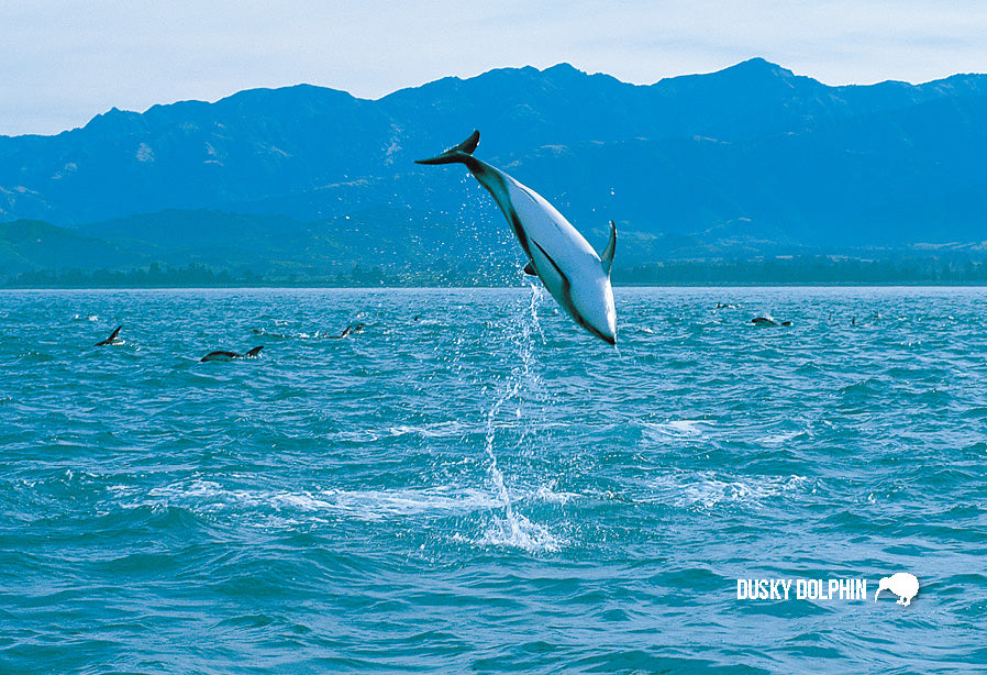 SCA633 - Dusky Dolphin Kaikoura Coast - Small Postcard