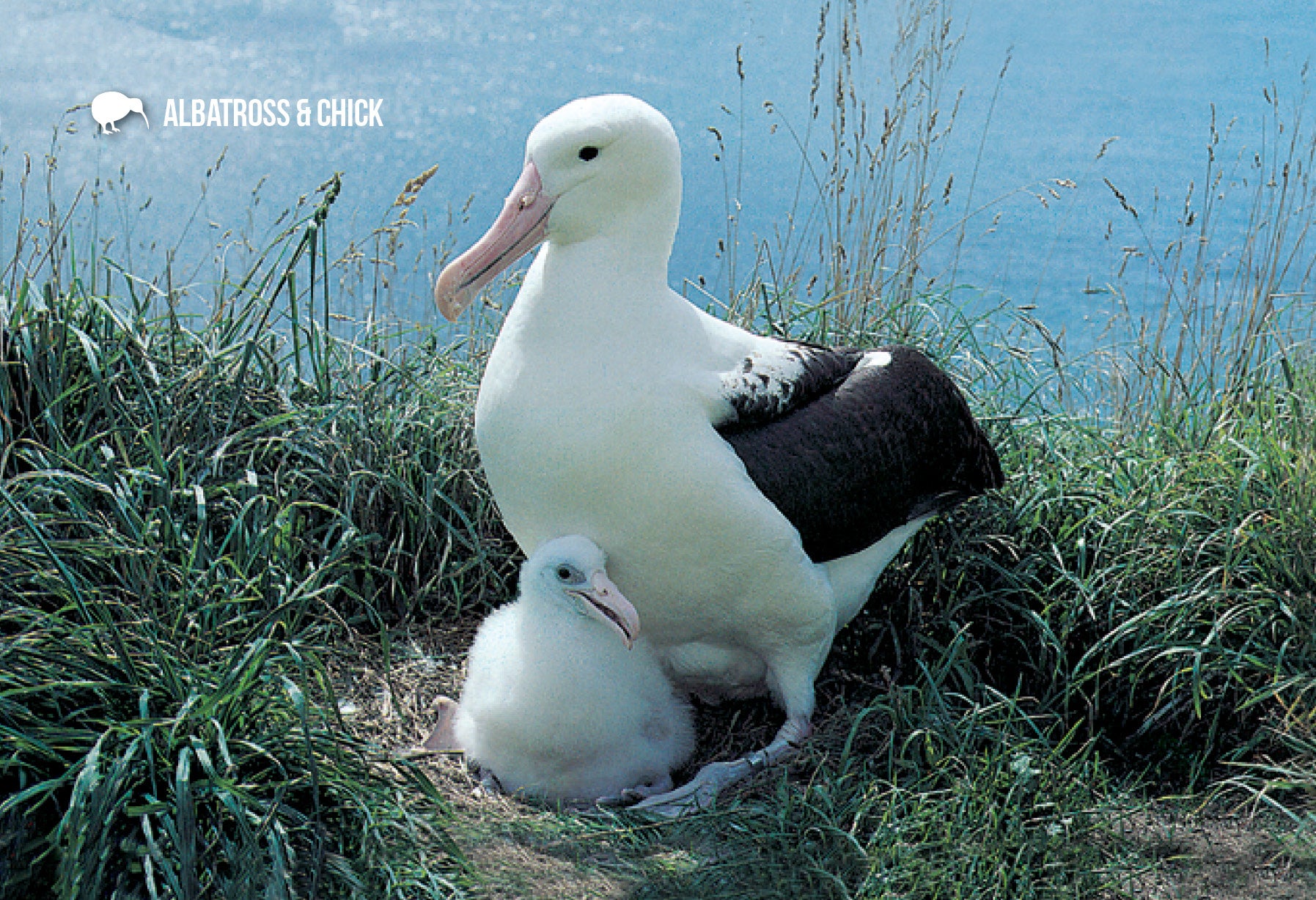 SDN1102 - Albatross and Chick - Small Postcard