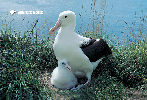 SDN1102 - Albatross and Chick - Small Postcard - Postcards NZ Ltd