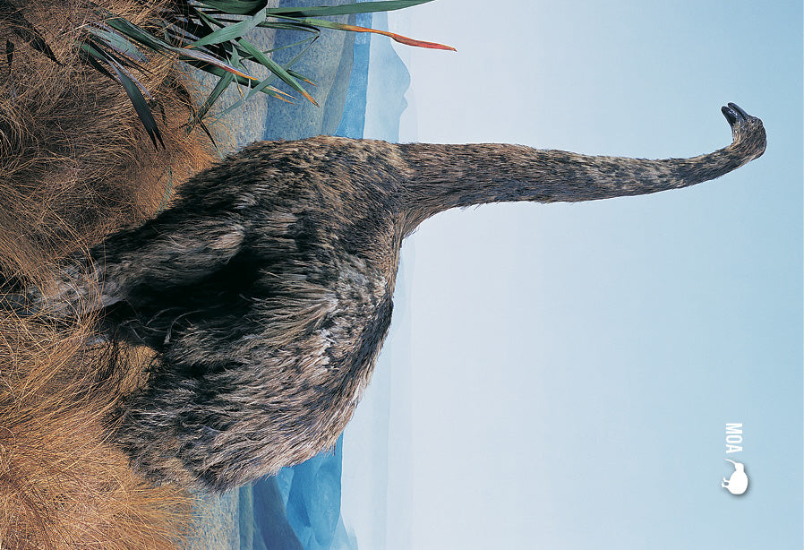 SDN450 - Moa, Otago Museum - Small Postcard