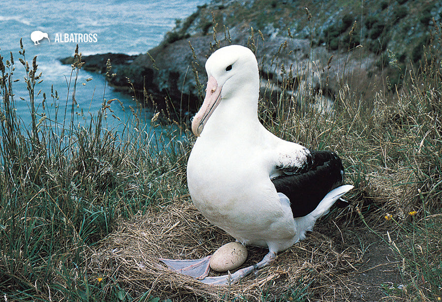 SDN458 - Albatross - Small Postcard