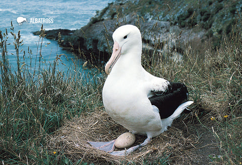 SDN458 - Albatross - Small Postcard - Postcards NZ Ltd