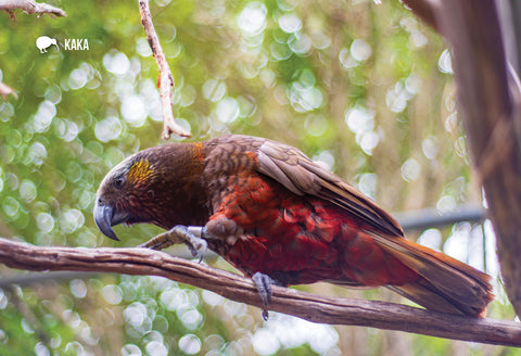 SFI1100 - Kaka in Te Anau - Small Postcard - Postcards NZ Ltd