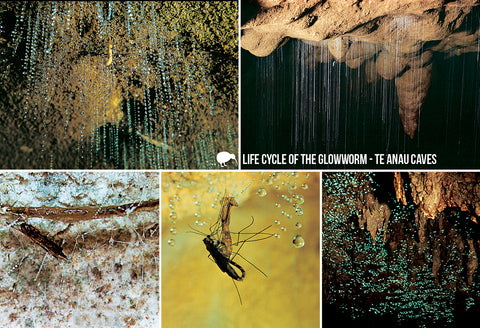 SFI60 - Life Cycle Glow-Worm - Small Postcard - Postcards NZ Ltd