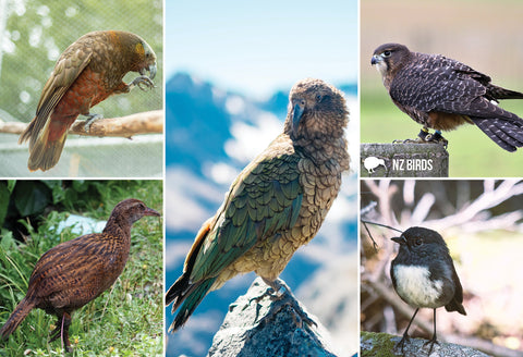 SGI1103 - NZ Native Birds - Small Postcard - Postcards NZ Ltd