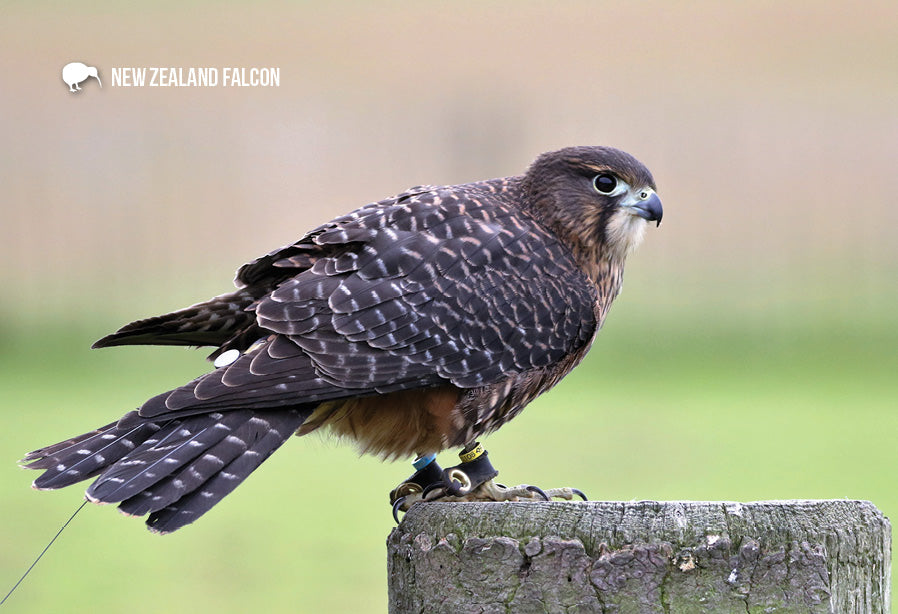 SGI1104 - NZ Falcon - Small Postcard