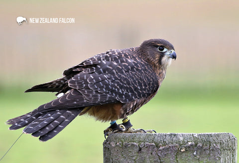 SGI1104 - NZ Falcon - Small Postcard - Postcards NZ Ltd