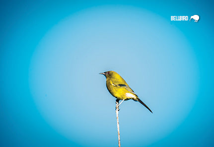 SGI1113- New Zealand Bellbird - Korimako
