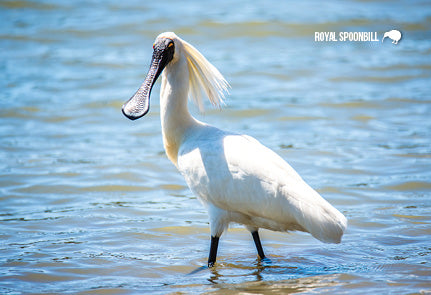 SGI1114 - Royal Spoonbill