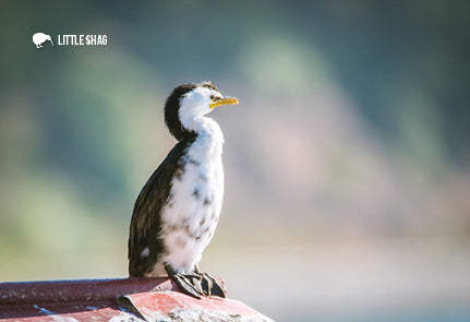 SGI1116 - Fiordland Crested Penguin