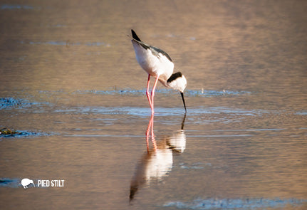 SGI1120 - Pied Stilt