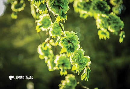 SGI1125- Spring Leaves