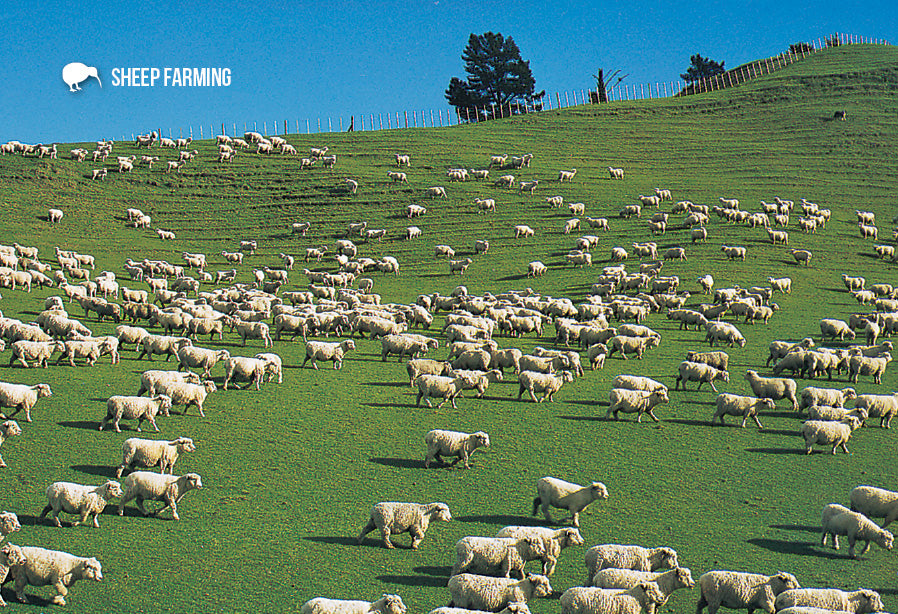 SGI483 - Sheep Farming - Small Postcard