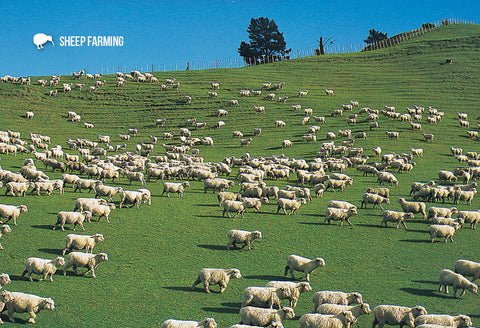 SCA290 - Sheep Grazng Mt Hutt - Small Postcard
