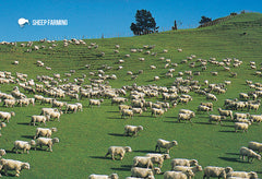 SGI483 - Sheep Farming - Small Postcard - Postcards NZ Ltd