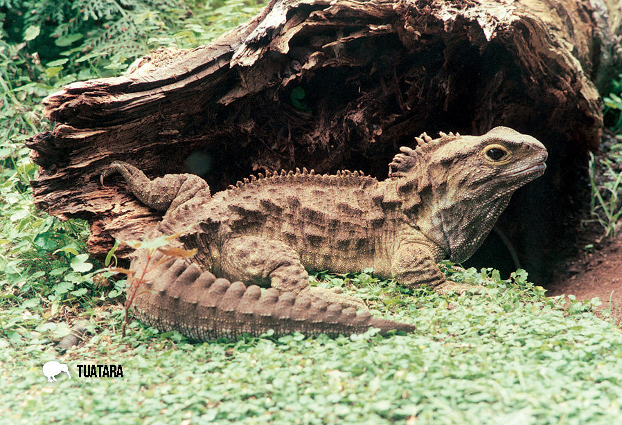 SGI485 - Henry Male Tuatara - Small Postcard