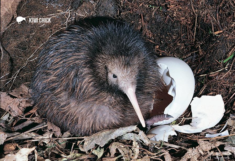 SGI486 - Baby Kiwi And Egg - Small Postcard - Postcards NZ Ltd