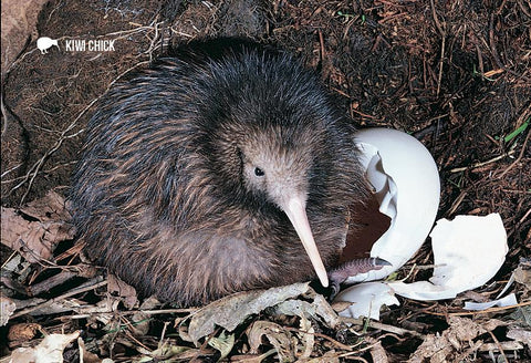 SGI486 - Baby Kiwi And Egg - Small Postcard - Postcards NZ Ltd