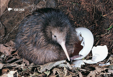 SGI493 - Aotearoa  - Small Postcard