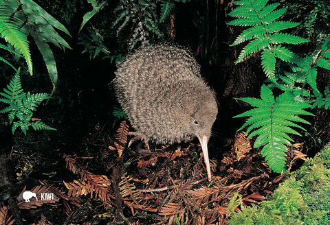 MGI106 - NZ Wild Flowers - Magnet